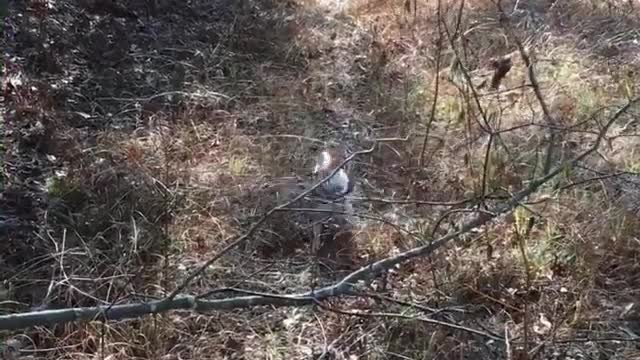 Collab copyright protection - small dog runs into branches stares