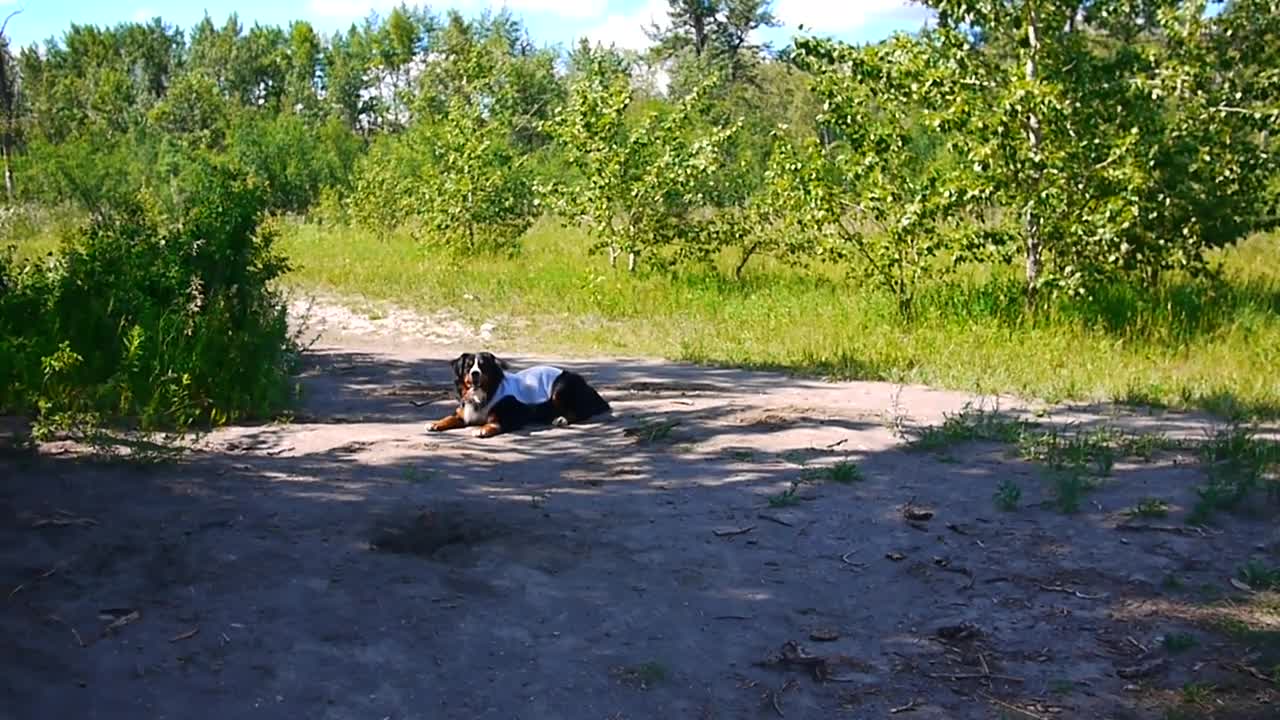 Dog has priceless reaction to off-leash park