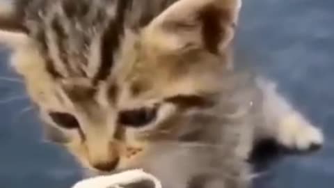 funny cats funny dogs animals video #111