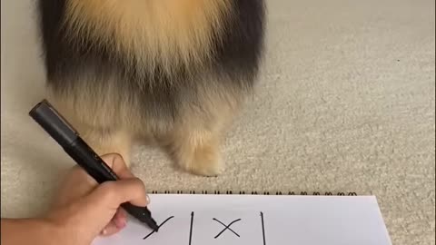 Cute Dog Play Game☺️