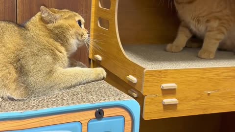 This is a unique video of sweet pet.
