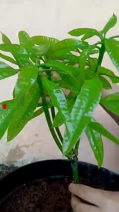 The best way to plant and propagate mango trees is by stem cuttings #growingfruit