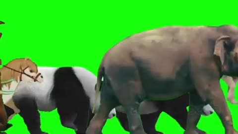 Animals stamped green screen video,