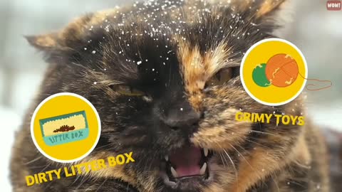 5 things cats hate the most