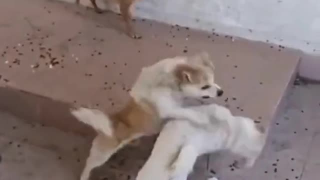 Dogs are Fighting about Eating Foot