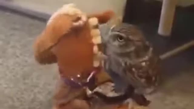 Funny Owl riding Owl