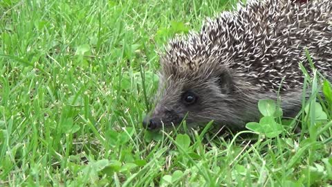 little hedgehog)