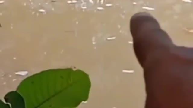 Fishing to get unique and expensive fish species