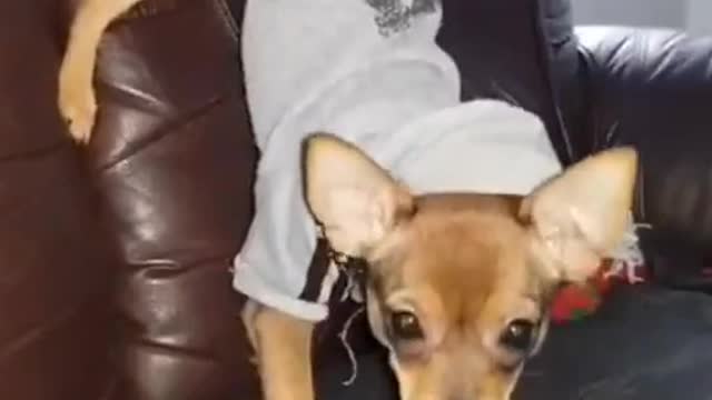 Strange dog eats bone treat while doing handstand