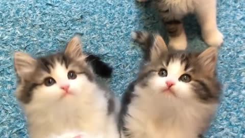 Little kitties