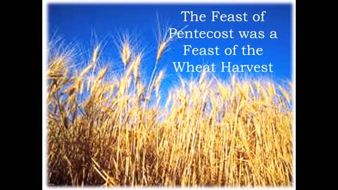 Wheat & Wheatgrass Serve VERY Important Roles in the Bible