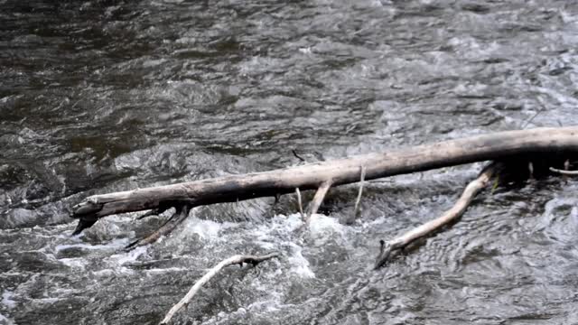 Tree limb in river