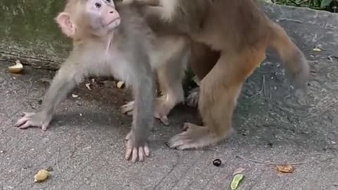 Monkey Funny 🤣 video