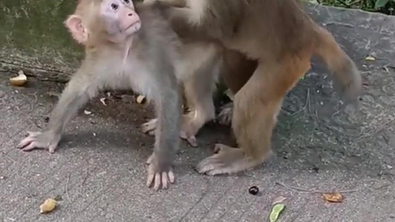 Monkey Funny 🤣 video