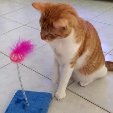 my cat Tobias and his new toy