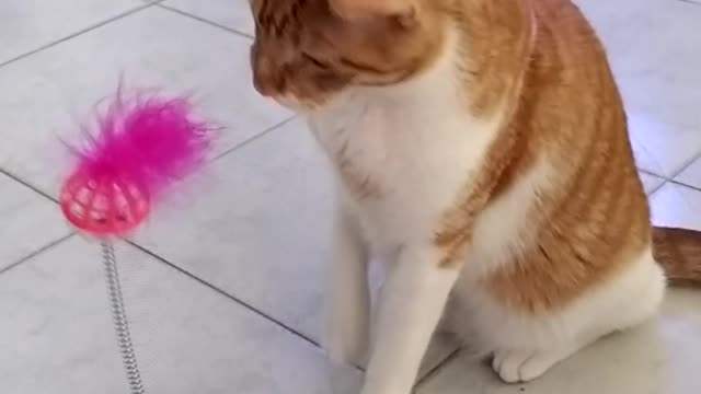 my cat Tobias and his new toy