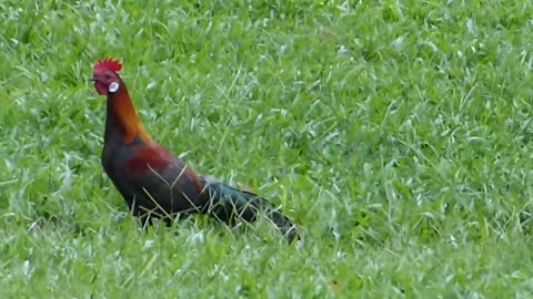 Chicken Mating Game