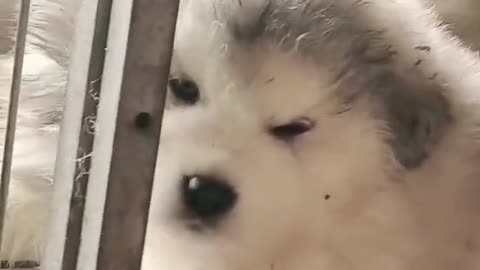 Funniest and Cutest Puppies