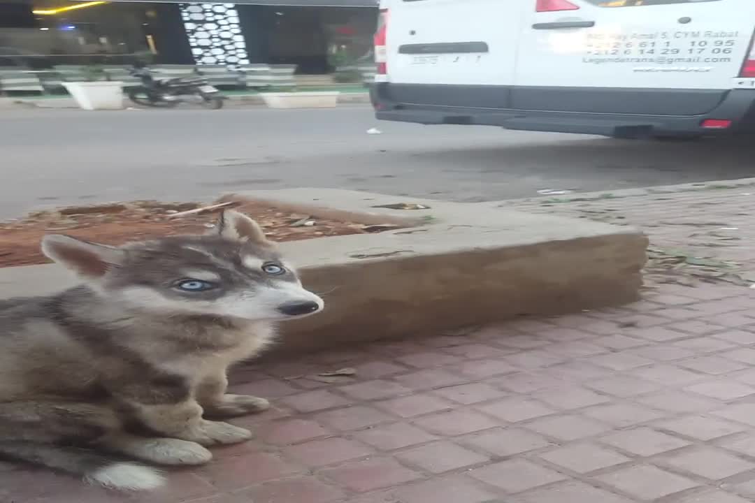 little puppy Huskey felt better after first week i take her out ( was poisened )