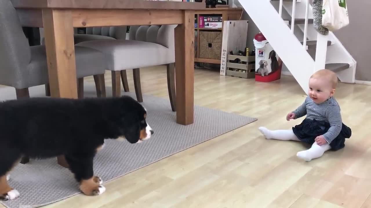 FIRST MEETING BABY vs BERNESE MOUNTAIN DOG PUPPY