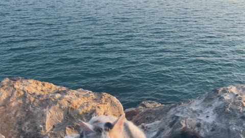 Cat Lying On Rock With City Background