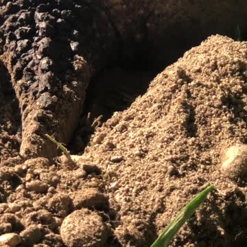 Turtle Laying Eggs Dangerous Capture