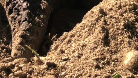 Turtle Laying Eggs Dangerous Capture