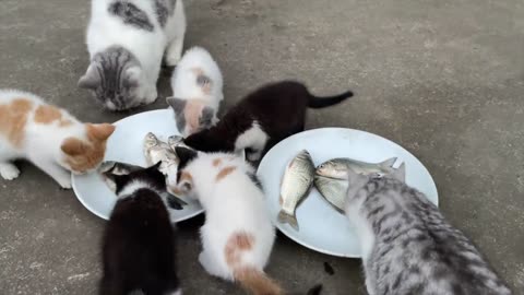 Cat Gourmet Online!