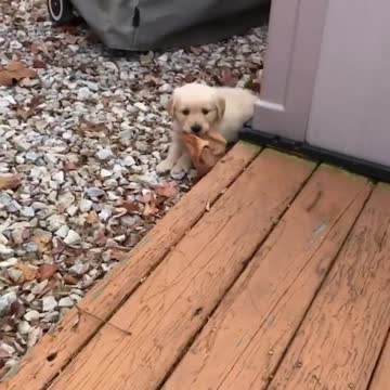 Baby Dogs 🔴 Cute and Funny Dog Videos Compilation #10 | Funny Puppy Videos 2021