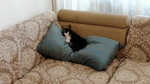 Funny dog