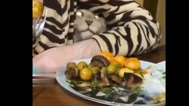 Funniest Cats 😹 - Don't try to hold back Laughter 😂 - Funny Cats Life
