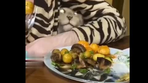 Funniest Cats 😹 - Don't try to hold back Laughter 😂 - Funny Cats Life