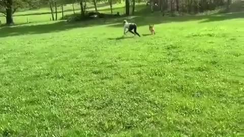 Is girl mI've life a monkey