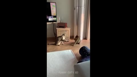 Funniest Cats 😹- Best Of The 2022 Funny Cat Videos 😂- Funny Cats