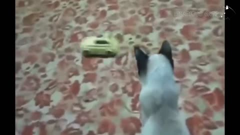 Extremely Funny Cat Videos - Funny Cats