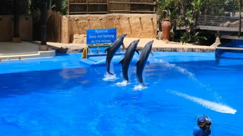 Dolphin play in water