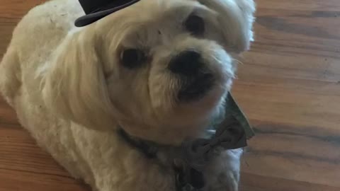 Loulou aka Louis, talks about New York Fruit cake