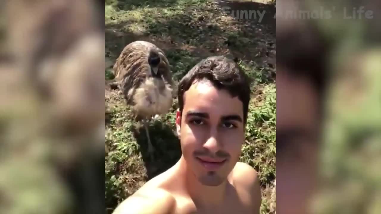 Watch these funny animals