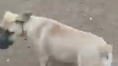 Cute pet