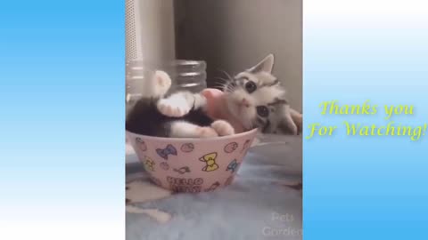Funny And Cute Cat'S Life