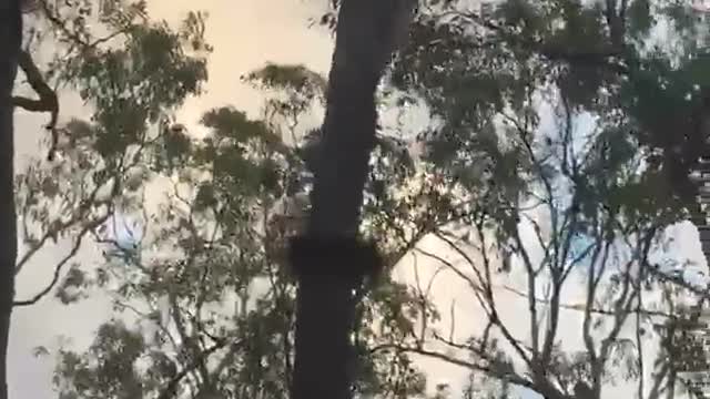 Carpet Python Release