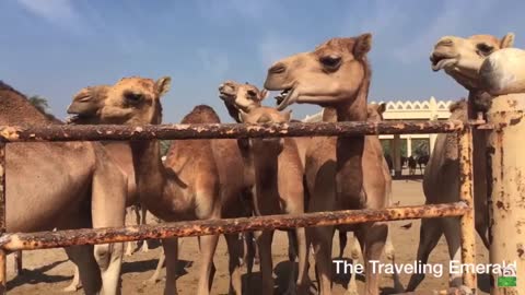 Camels Eating & Walking at the Bahrain Camel Farm (Full Video)