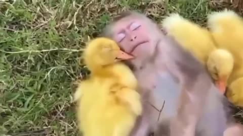 A pleasant Sunday dream
