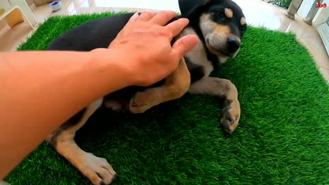 manoj dey dog pe special treatment