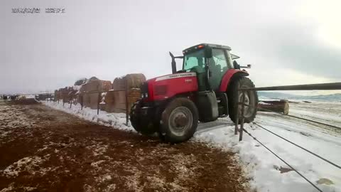 Box Scraping a Heifer Pen