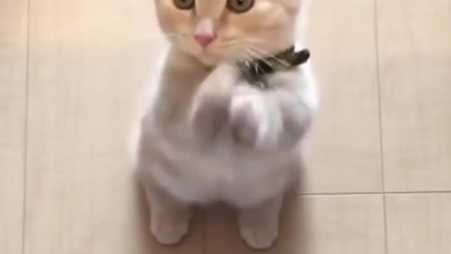 Funny dog and cat video 2022