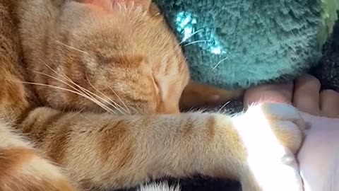 Nice funny cat video