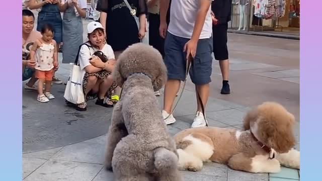 38Cute and Funny Dog Videos Compilationshort_1080p