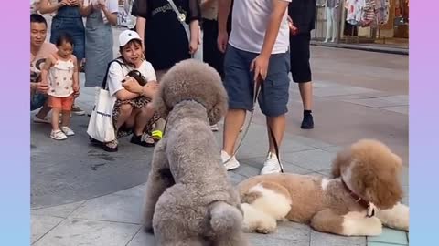 38Cute and Funny Dog Videos Compilationshort_1080p