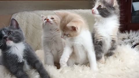 Week Old Maine Coon X Harlequin Dilute Calico DSH Kittens!